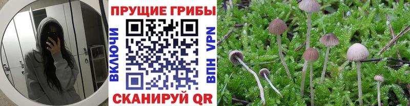 Купить закладки  Бутурлиновка  Галлюциногенные грибы прущие грибы 